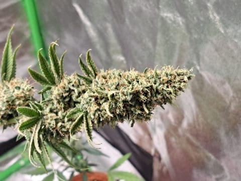 TeddyTrichome