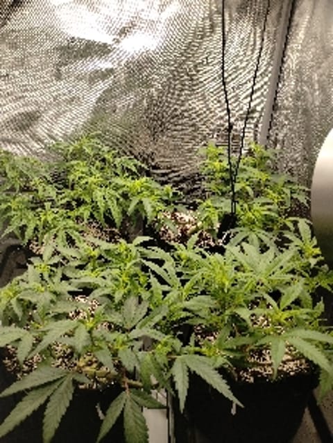 Knimrodd420