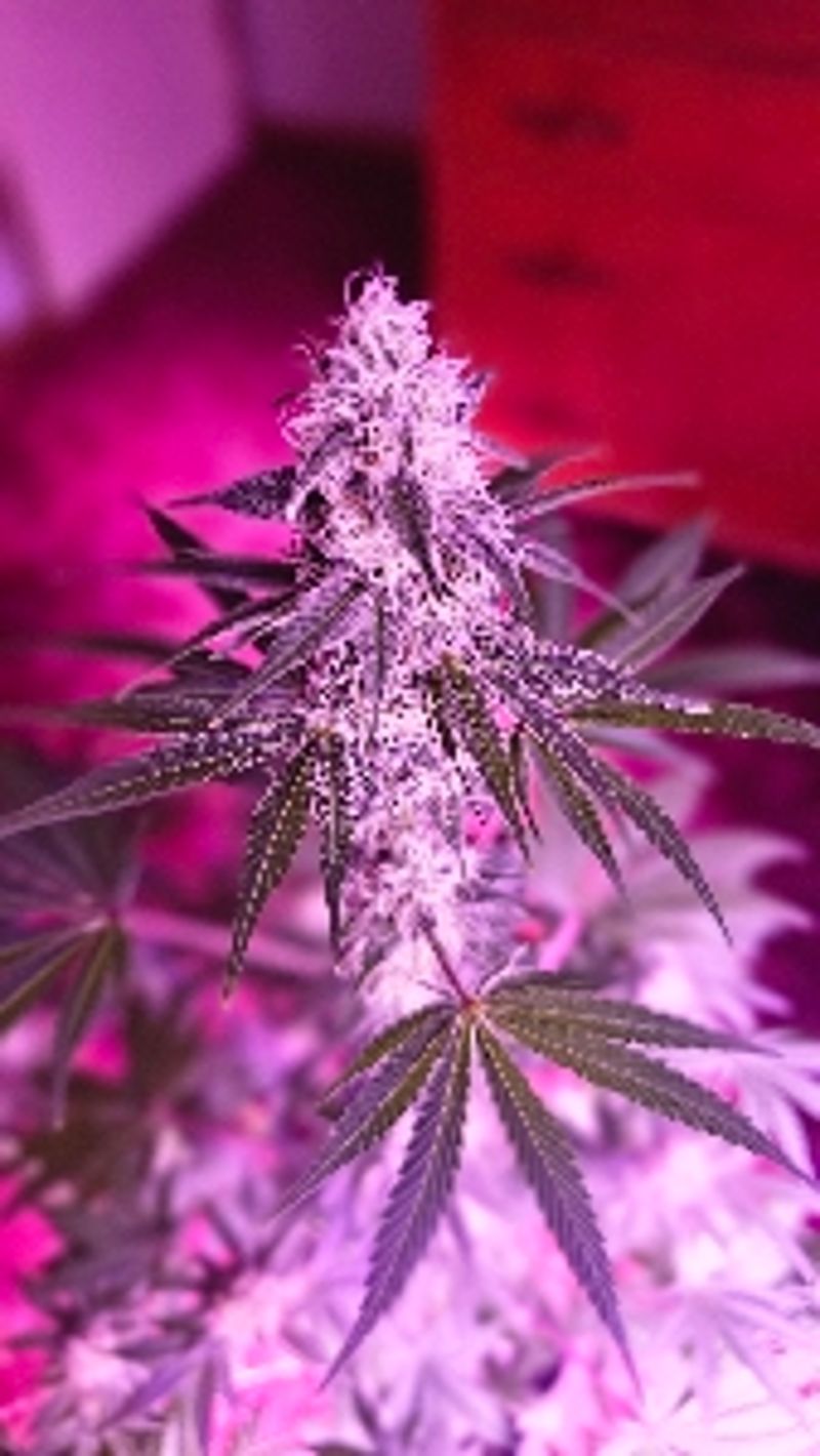 Kitchenguru420