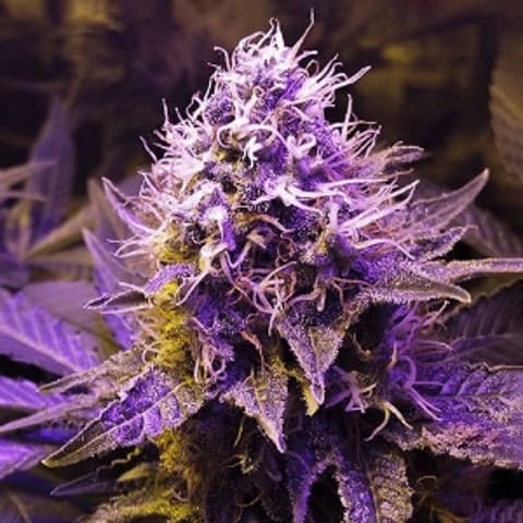 PurpleHaze420
