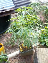 Herbal_Joint3563