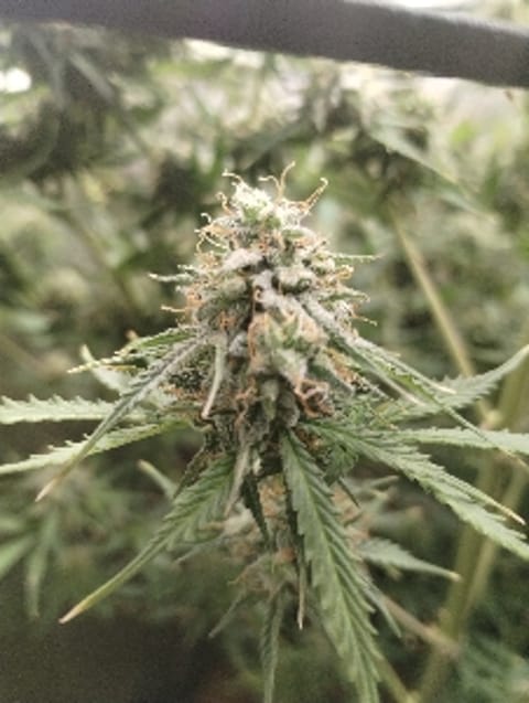 DankGanja3119