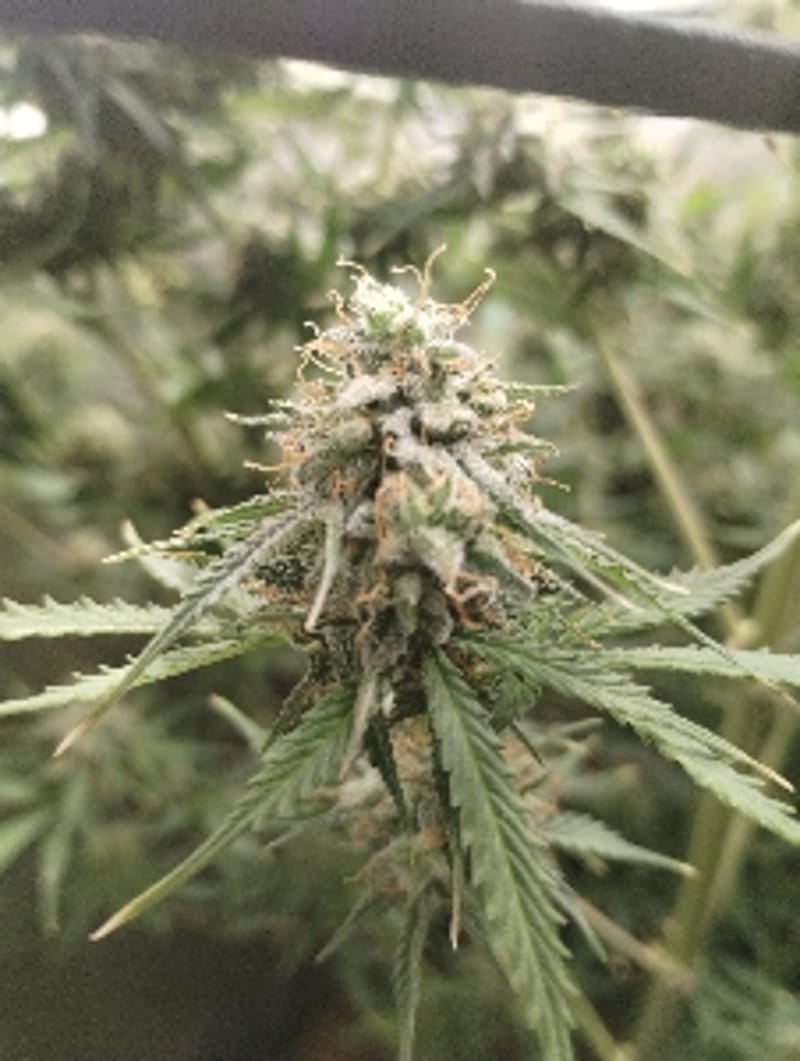 DankGanja3119