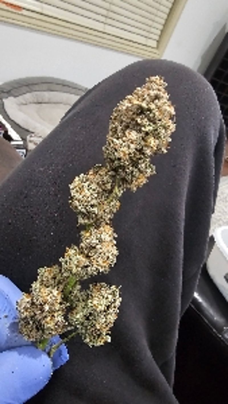 samb420