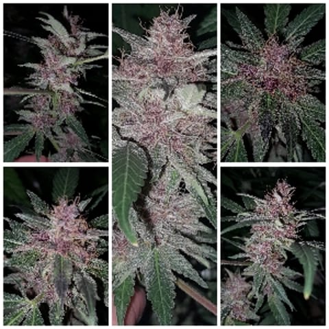 jesshiggs420