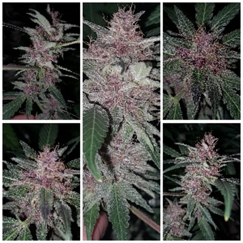 jesshiggs420