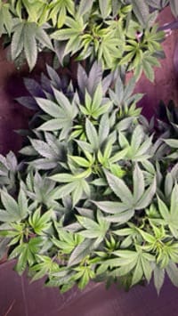 PineyHaze5462