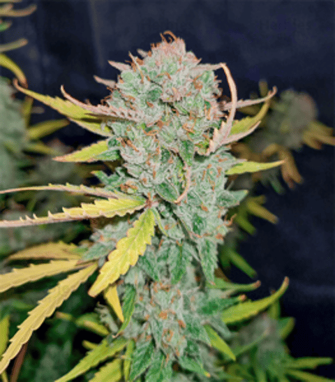 DirtyDank420