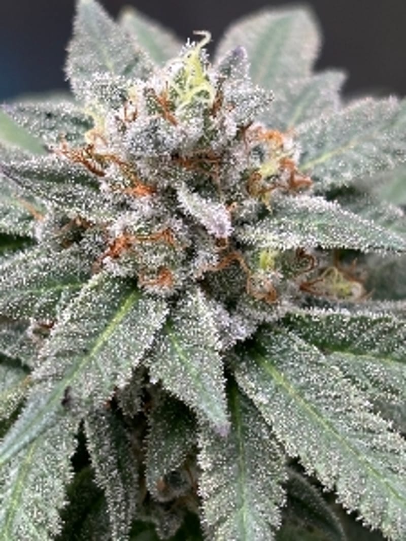 MR_FLOWERS_ORGANICS