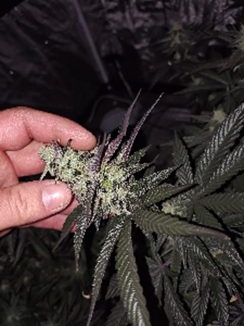 BlazingTrichome4952