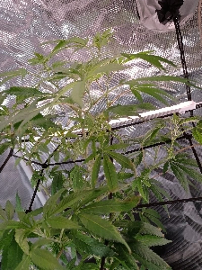 Relaxing_Bud1384
