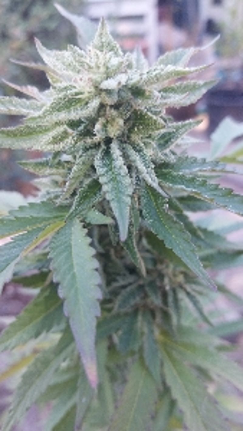 ChronicDispensary4843