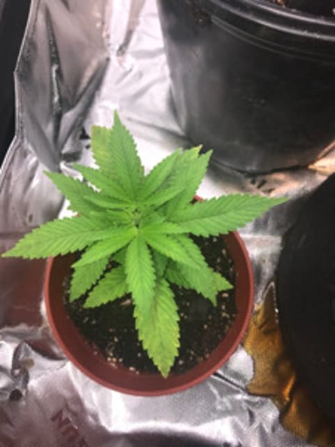 AugiezGarden