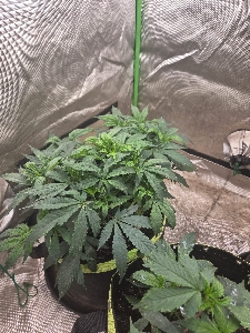 716Green_Oil8552