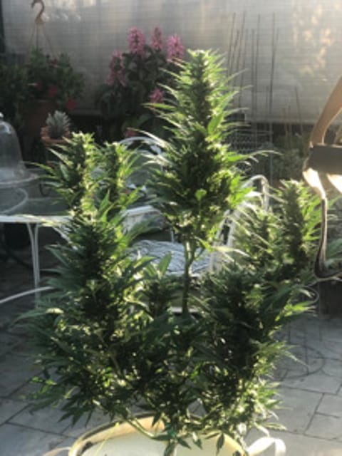 StewsGrow