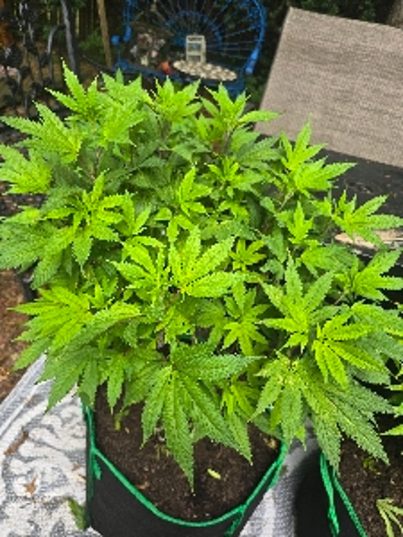 indica_ink
