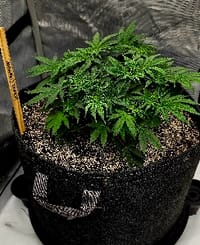 Hashy_Blunt6841
