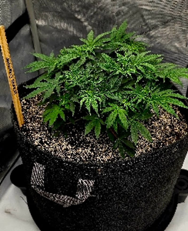Hashy_Blunt6841