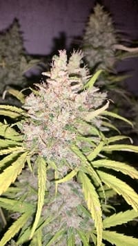 PlanetGrowers