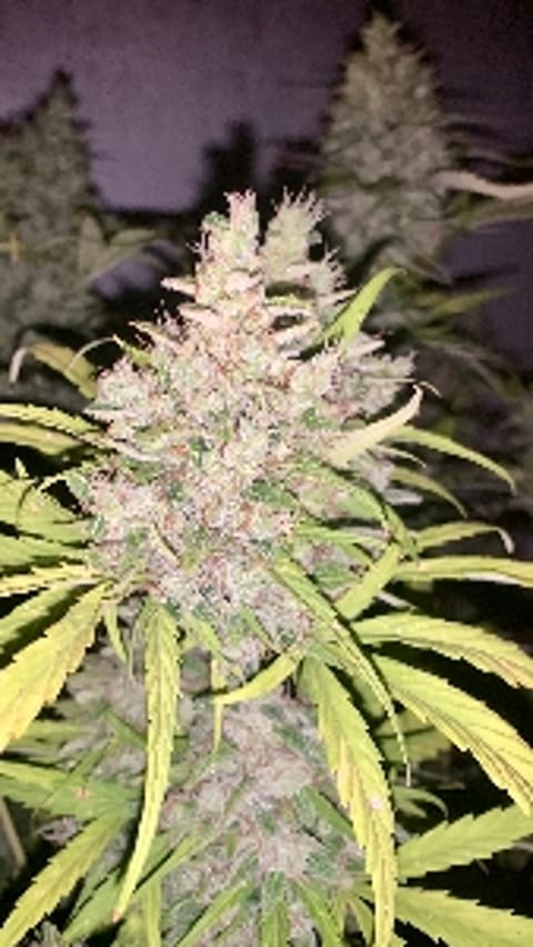 PlanetGrowers