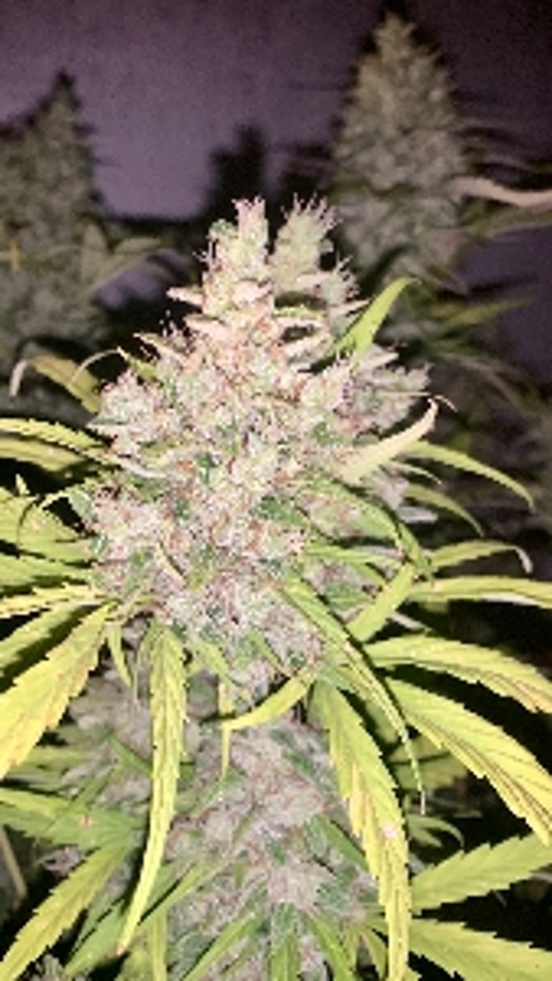 PlanetGrowers