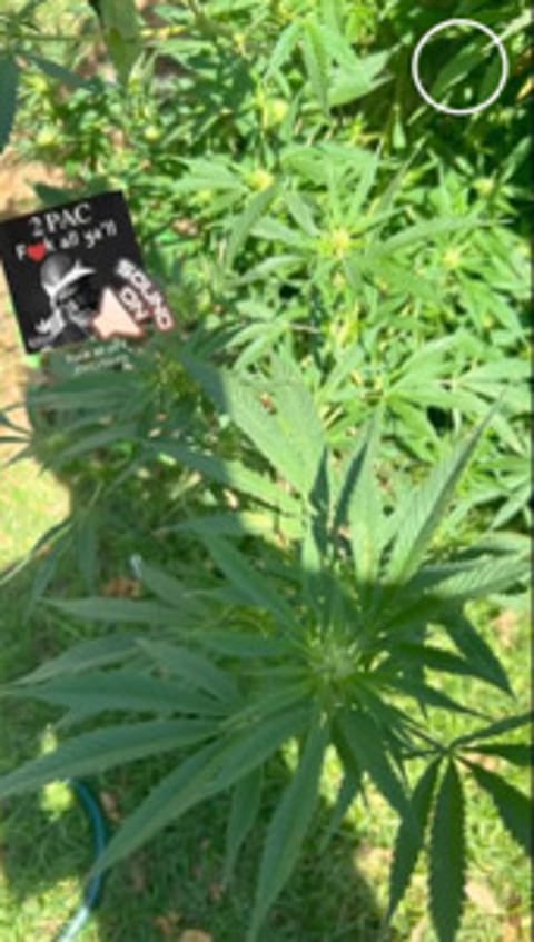 greenfingers420