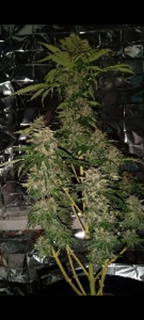 GrowGuy