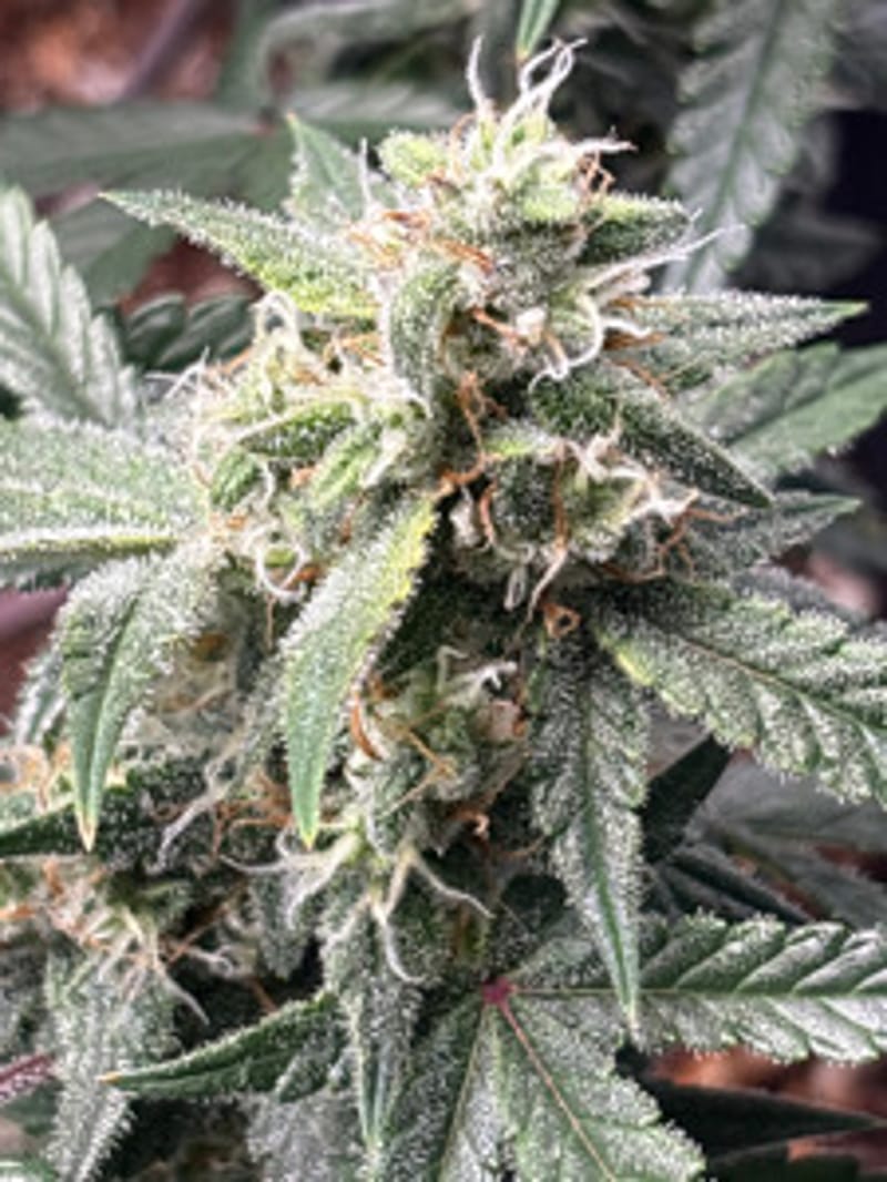 RelaxingSativa2211