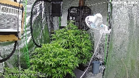 Burnt_Dabs3371
