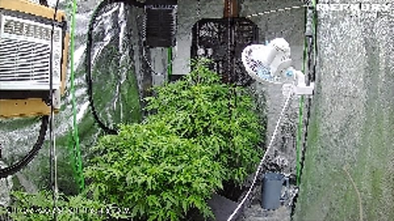 Burnt_Dabs3371