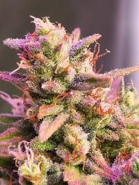 Leafy_Glue7733