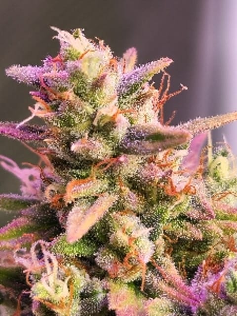Leafy_Glue7733