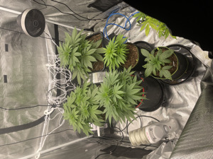 OrganicIndoorGardner