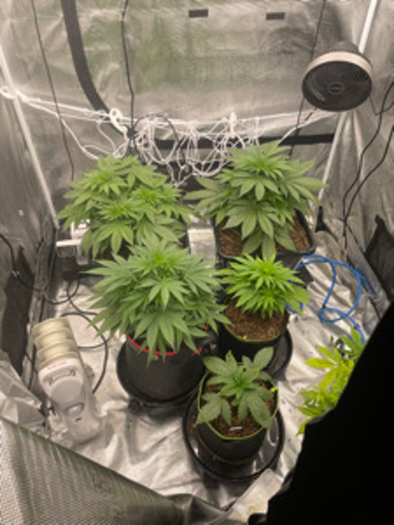OrganicIndoorGardner