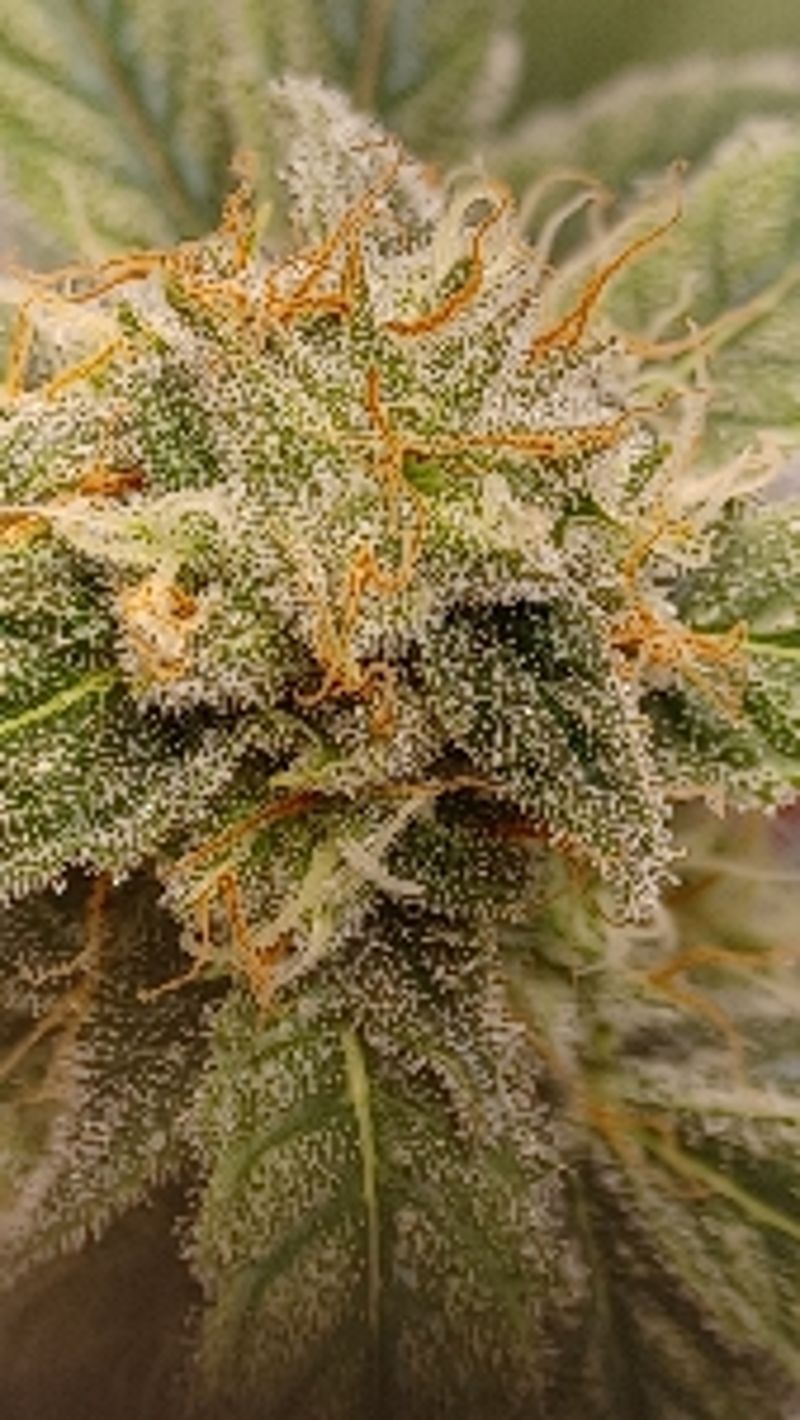 PlantLady124