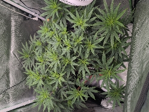 3G_GrowingGoldenGoat