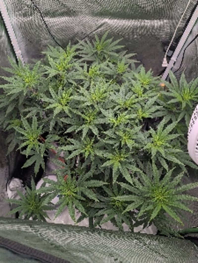 3G_GrowingGoldenGoat