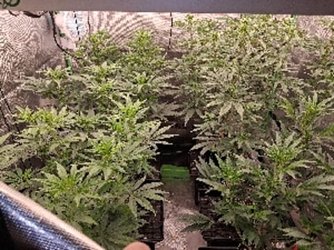 Smellingterps