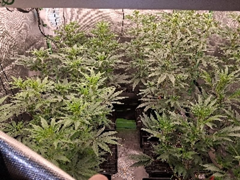 Smellingterps