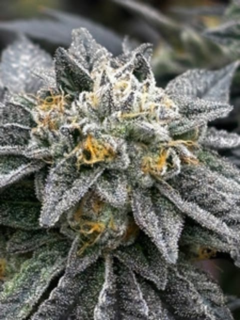 Terp_Twerp
