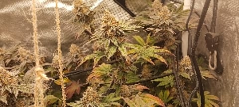 BlackRoses