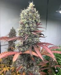 Purpy_Resin3605