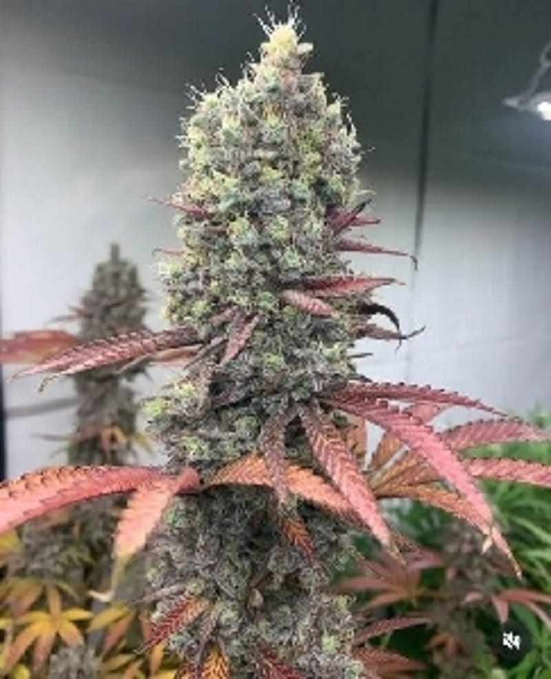 Purpy_Resin3605