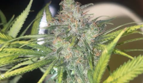 DirtyBongWater
