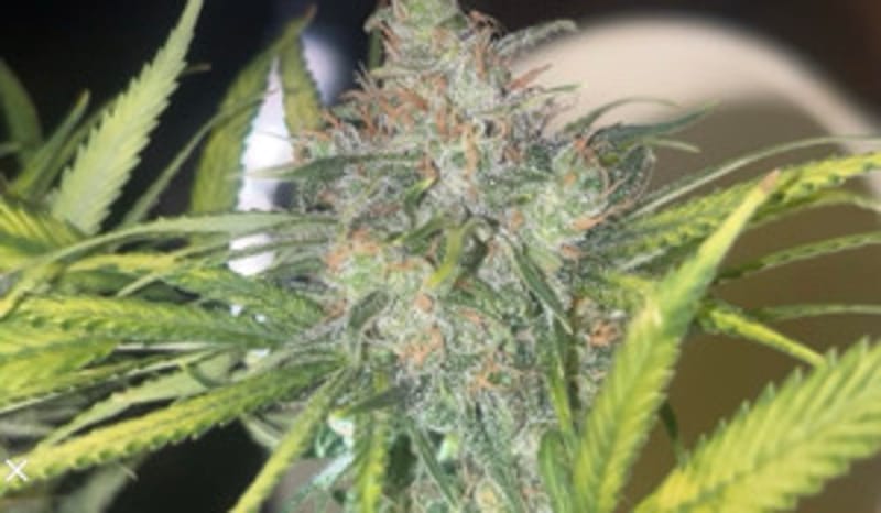 DirtyBongWater