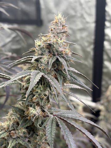 Humboldt, Hella Jelly. Jelly Donut  — flower, day 93
