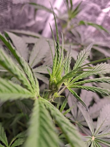 critical Mass  — flower, day 47