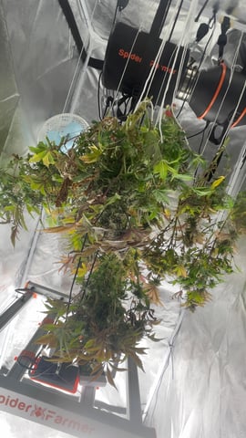 LSD feminized — harvest, day 109