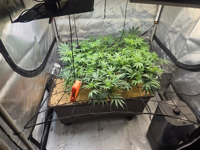 White rhino — flower, day 57
