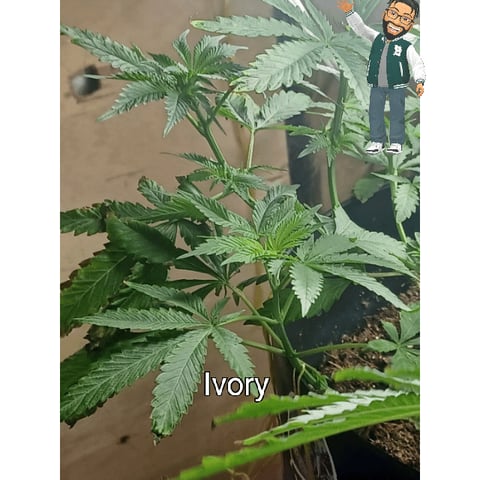 Poor Ivory — vegetative, day 63